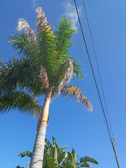 Royal palma