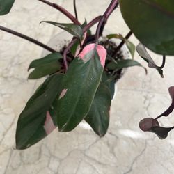 Philodendron Pink Princess 