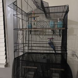 4 Beautiful Parakeets + Large Cage + Toys – Healthy, Active, and Ready for a Loving Home