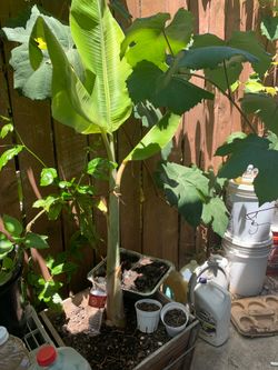 Banana plant , sweet banana (4.5 feet tall)