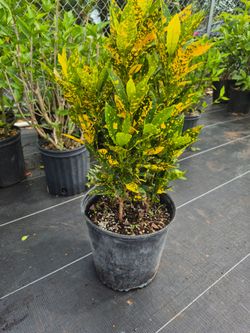 CROTON GOLD DUST 3GALLONS