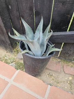Plants For Sale Blue agave