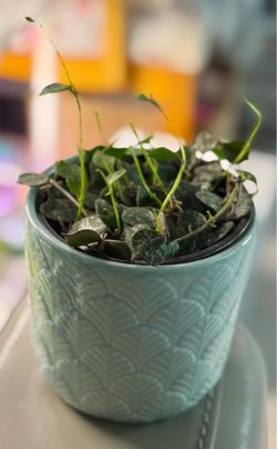 Hoya Curtisii in Ceramic Pot