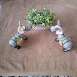 Female And Male Donkeys With Plant Container