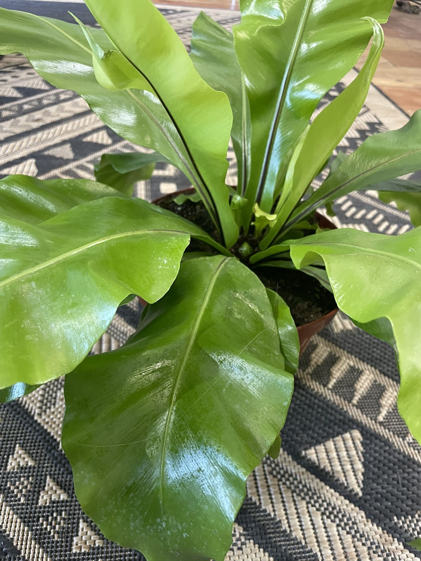 Birds Nest Fern