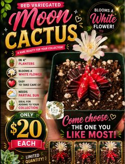 Red variegated moon cactus