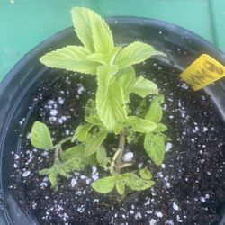 Banana mint plant - menta platano - yerba hierba buena sabor platano planta