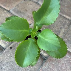 Kalanchoe pinnata - Mother Of Thousands 🪴