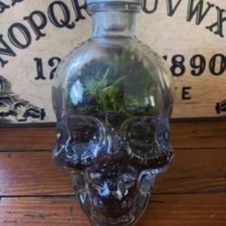 Large Skull Terrarium 