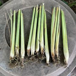 LEMON GRASS
