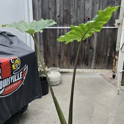 Alocasia Portodora