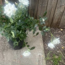 White rose bush