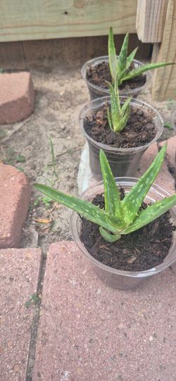 Aloe