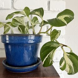 Manjula Pothos in Blue Ceramic Pot