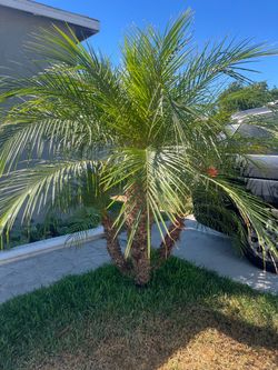 Multi-Trunk Pygmy Date Palm Tree