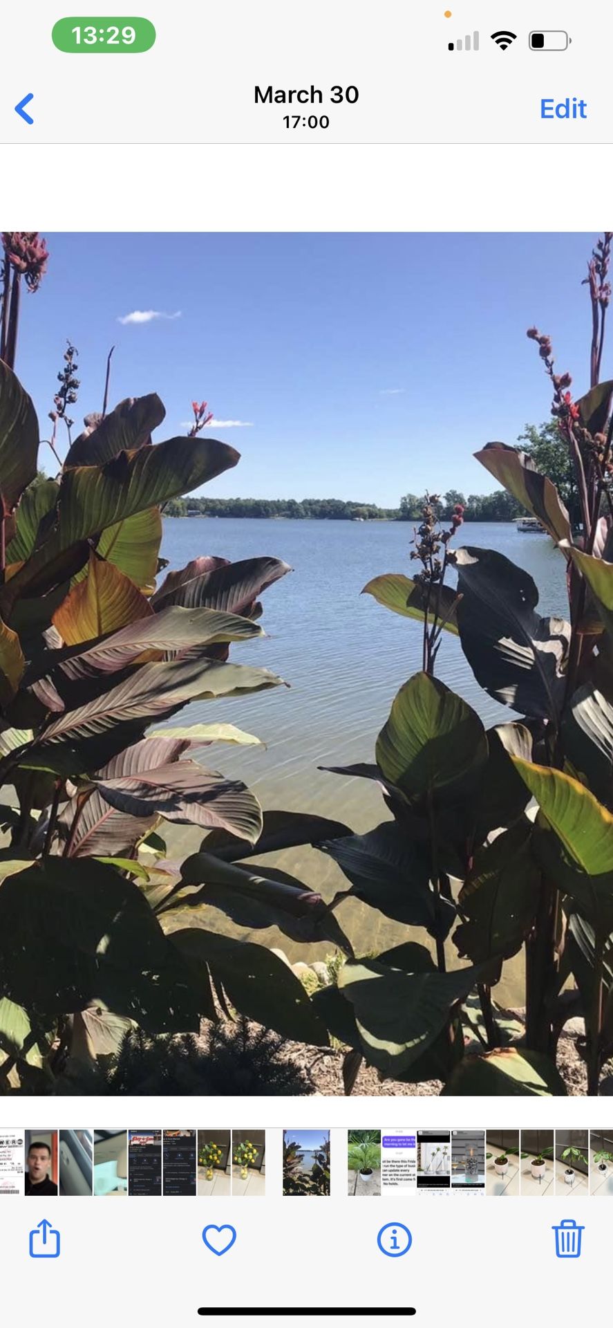 Burgundy Leave Canna Orange Flowers Rhizomer