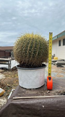Barrel Cactus