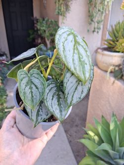 Philodendron BRANDTIANUM "Brandi" Plant $35