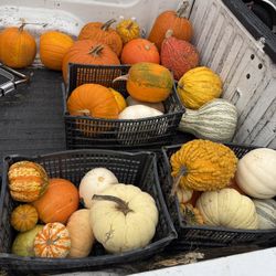 Pumpkins & Gourds for Baking 