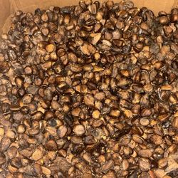 Labapin Sech Par Mamit 