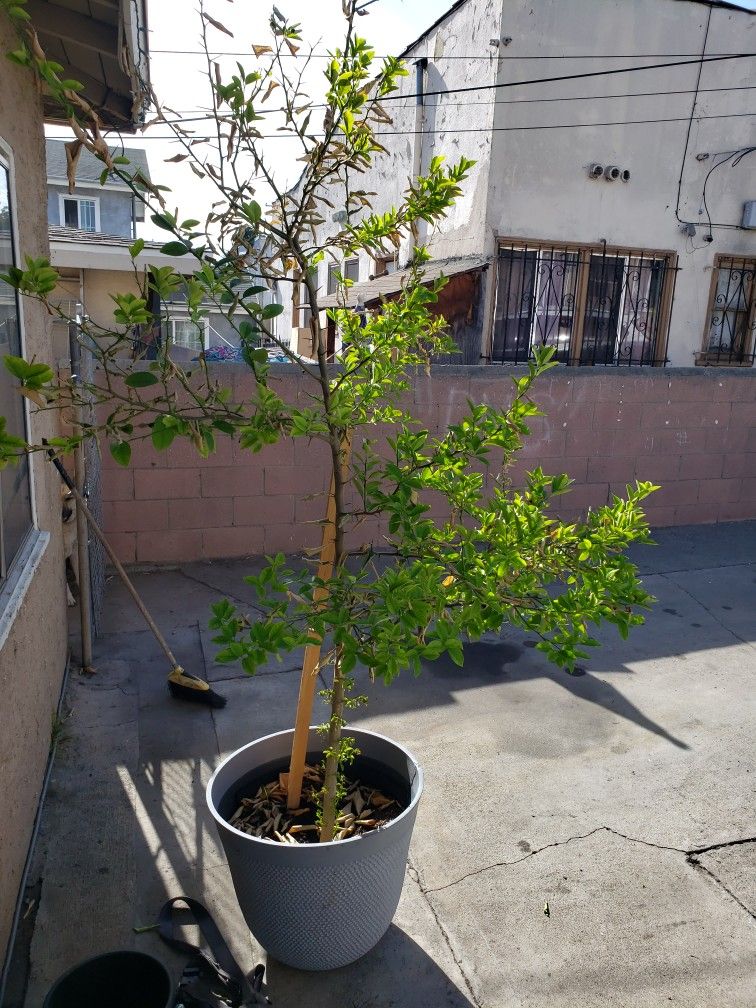 Lemon Tree