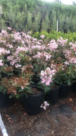 Rhaphiolepis indica 'Pink Lady' Indian Hawthorn 'Pink Lady'