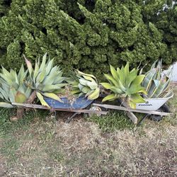 Foxtail Agaves & Varigated Agave Americana