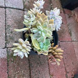 Succulent Plant6” Pot 