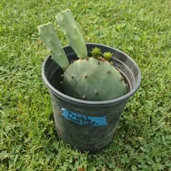 Prickly Pear Cacti