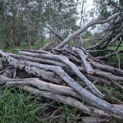 Free Fire Wood