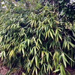 Bamboo Plants and Trees @$20 ..15 Pcs 