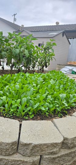 Yu choy sum
油菜芯 $2.99/lb. Organic From My Garden