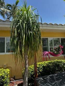 Pony Tail Palm