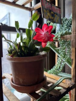 Thanksgiving Cactus Plants