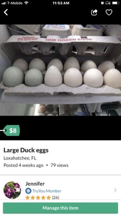 FRESH LARGE DUCK EGGS