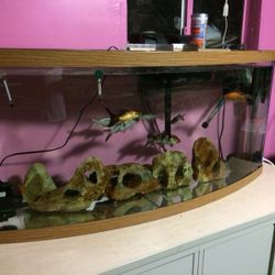 72 gallons Bow front aquarium / fish tank, Terrarium, Pond, Saltwater.