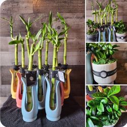 Plants
