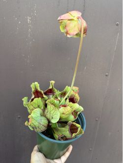 6” pitcher plant blooming