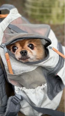 Top Paw Doggie Backpack