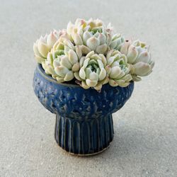 Succulents plants （Echeveria elegans'alba'）