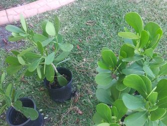 3 Clusias for Sale