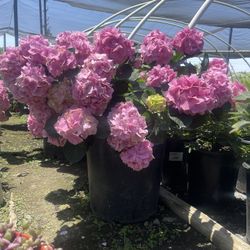 Hydrangeas Pink