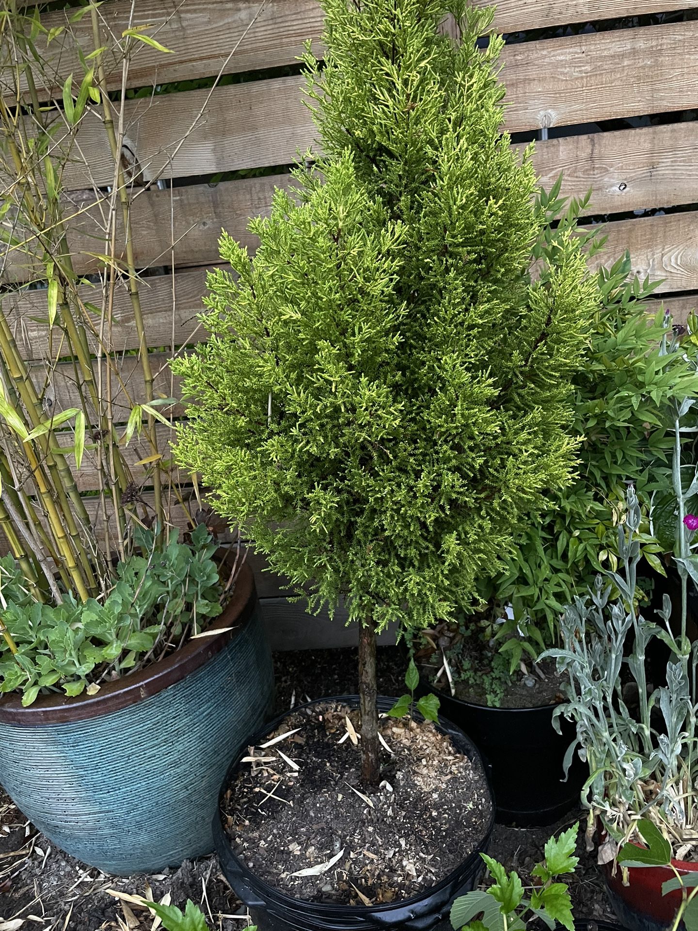2 Lemon Cypress Trees
