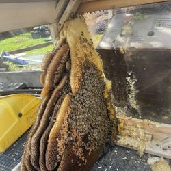 Bee Removal and Wasps🐝