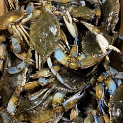 Blue Crabs