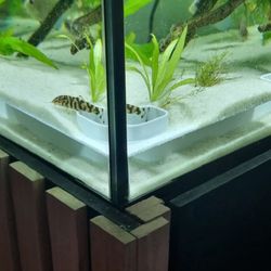 Fish Tank Corner Tunnel