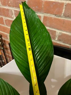 Large 3 ft sensation lily in 7 1/2” ceramic pot w/wood stand