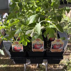 Tomatoes Seedlings, Early Girl Variety, 4 Inches Pot