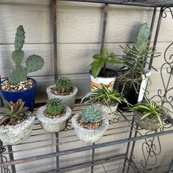 Plants-$5 Each 
