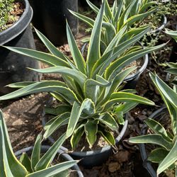 Agave